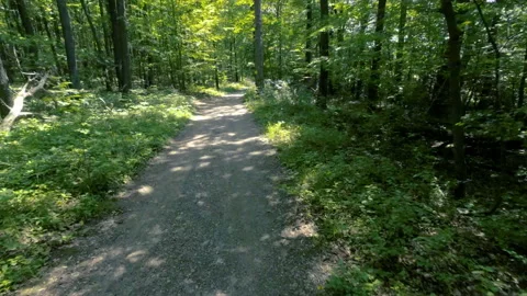 Walking  Through a Green Forest Looking Straight Up Into the Branches.Sun rays Stock-Footage 197994843