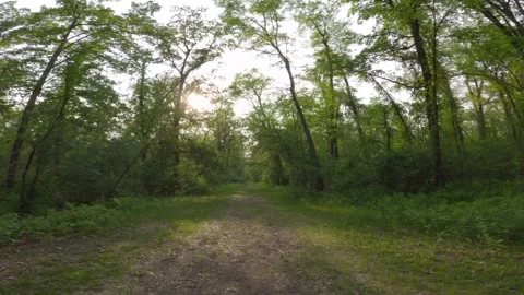 Walking through green forest path Stock Footage 300047058