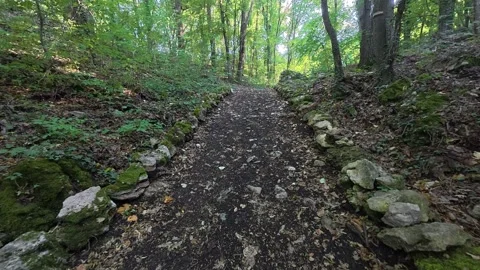 Walking through a green forest path with mossy stones and fallen leaves Stock Footage 317748009