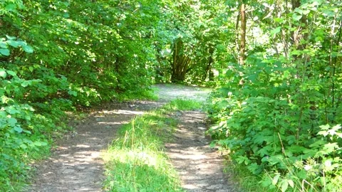 Walking through a green forest path on a sunny day near a nature trail in the af Stock Footage 325625477