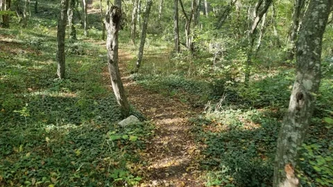 Walking through green forest with sunlight and natural shadows moving Stock Footage 320335359