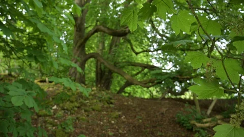 Walking Through a Green Forest with Twisted Trees and Mossy Rocks Stock Footage 128812984