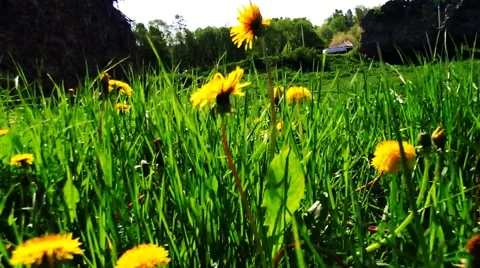 Walking through the green grass and dandelions Stock Footage 50388943