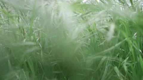 Walking through green grass. close up Stock Footage 151452516