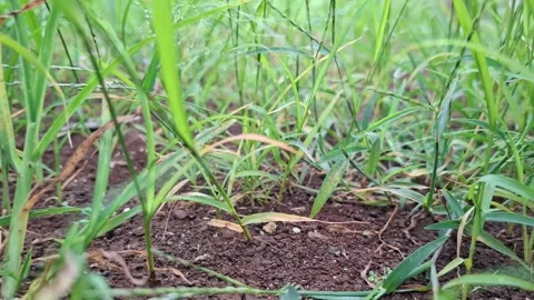 Walking through the green grass, extreme low-angle POV	 Stock Footage 326296150