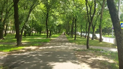 Walking through a green park with trees Stock Footage 323345526