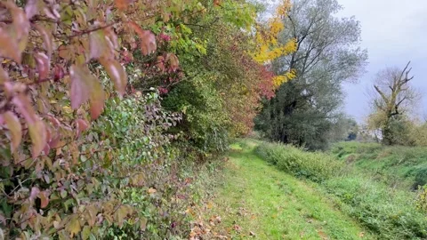 Walking Through a Green Path with Autumn Trees 動画素材 318849688