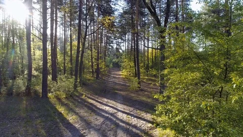 Walking through green spring forest. UHD, 4K Video stock 84052954