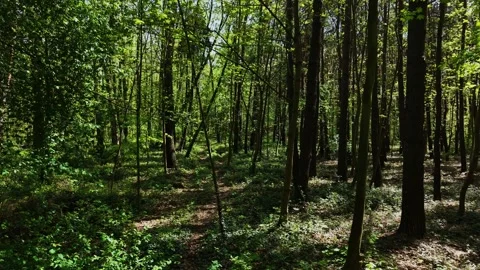 Walking through green spring forest. Strolling along lush woodland trail Stock Footage 312206752