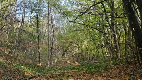 Walking Through Green Spring Forest with Sunlight and Shadows Stock Footage 320735914
