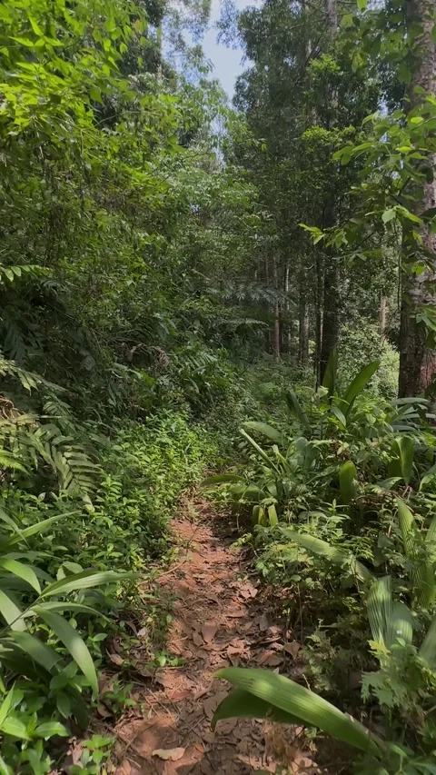Walking Through Green Tropical Forest on Dirt Path Vertical Stock Footage 324070798