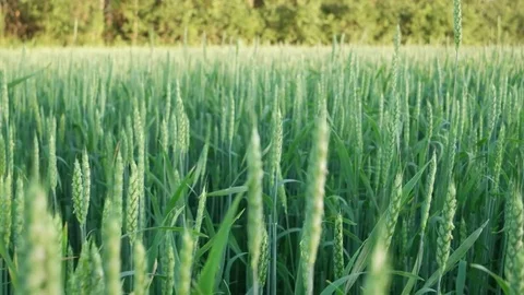 Walking through green wheat field Stock Footage 84172927