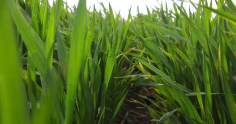 Walking through the green wheat fields, slow motion Stock Footage 263703745
