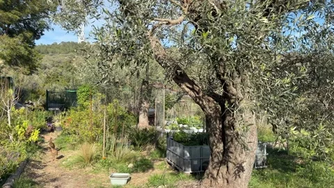 Walking through the off-grid homestead with ducks roaming freely Video stock 329901038
