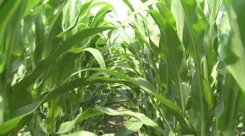 Walking through Growing Corn Stock Footage 8679226