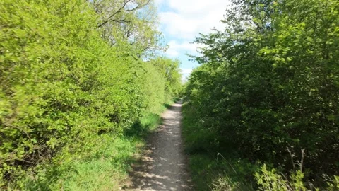 Walking through The Hamptons Thicket 库存影片 333266462