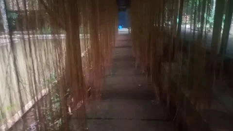 Walking through the hanging root aisle Stock Footage 235575945