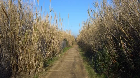 Walking through the high thicket of bamboo. Road among bamboo on a sunny day Stock Footage 124173688