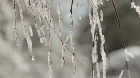 Walking Through The Icy Forest Video stock 52753762