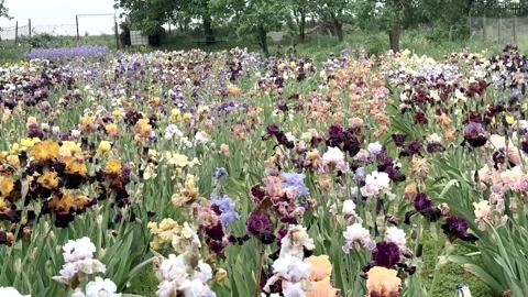 Walking through an iris flower garden in the rain Stock Footage 297194054
