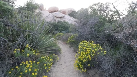 Walking through Joshua Tree trails Stock Footage 140760612