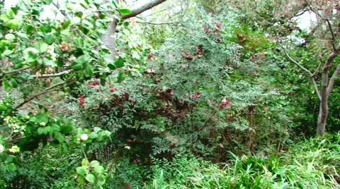 Walking Through the Jungle Stock Footage 634730