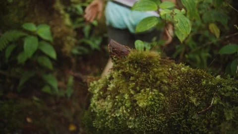 Walking Through Jungle Stock Footage 75251401