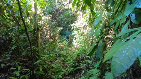 Walking through the jungle Stock Footage 148378674