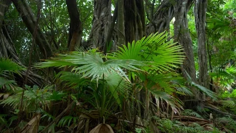 Walking through jungle forest with lush dense vegetation. Exotic tropical woods 스톡 동영상 224209452