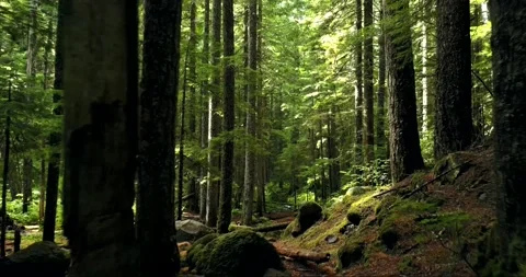 Walking through jungle forest as sun peeks through trees at summer time. Rays li Stock Footage 147972010