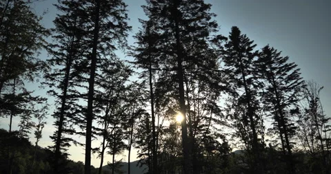 Walking through jungle forest as sun peeks through trees at summer time. Stock Footage 159177900