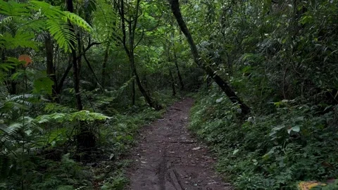 Walking Through Jungle Path, Dense Green Rainforest, Point of View Shot Stock Footage 325304102