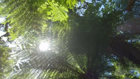 Walking through a jungle like rain forest with the camera pointed upwards Video stock 182361373