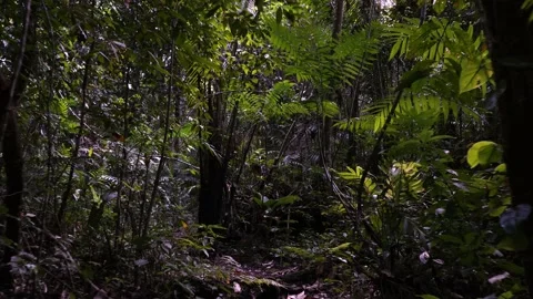 Walking through jungle thicket deep in the rainforest Stock Footage