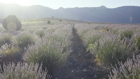 Walking through lavender field Stock Footage 131017115
