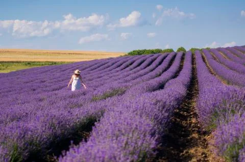 Walking through lavender Stock Photos