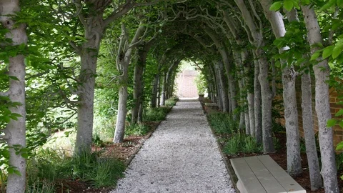 Walking through a leafy green tree arbour Stock Footage 90073253
