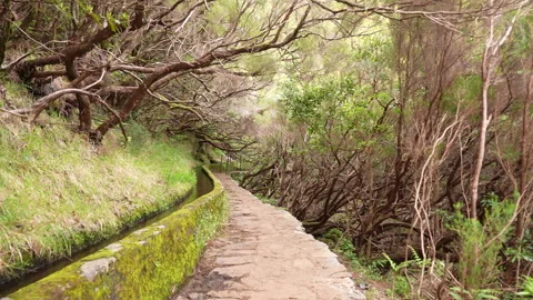 Walking through a Levada in Madeira Stock Footage 240873429