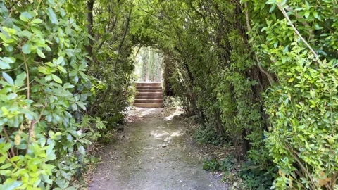 Walking through a living willow tunnel Stock Footage 280259358