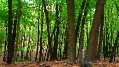 Walking through the locust tree forest with sound of beautiful singing birds Stock Footage 171065384