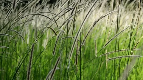 Walking through long grass in field Video stock 75406346