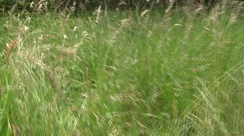 Walking through long grass 스톡 동영상 6531428