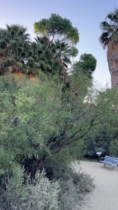 Walking through Lost Palms Oasis trail in Joshua Tree vertical 4K video Vídeo Stock 335641029