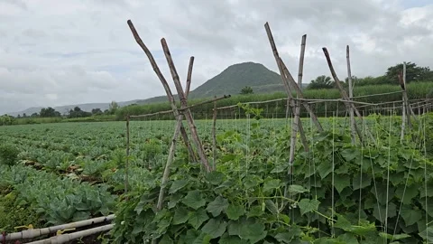 Walking through a lush commercial farm with a cauliflower patch on one side and Video stock 341849934