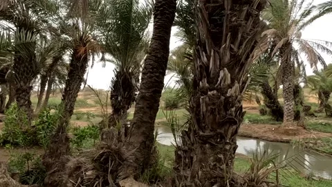 Walking Through a Lush Desert Oasis with Date Palm Trees and a Small Stream Vidéo 341684310