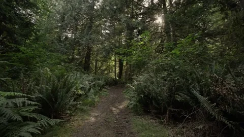 Walking through a lush forest Stockbeeldmateriaal 282534456