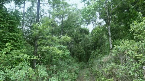 Walking through a lush green forest Stockbeeldmateriaal 90943024