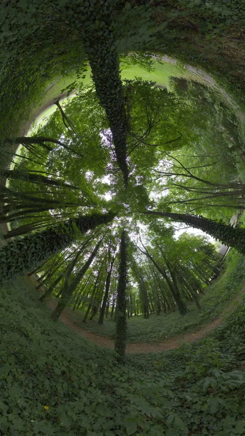 Walking Through a Lush Green Forest Video stock 282582231