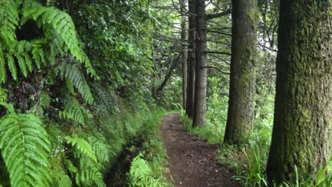 Walking through lush green forest on hiking trail Stock Footage 293158766
