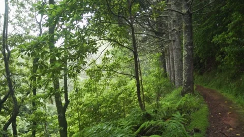 Walking through lush green forest on dirt path Stock-Footage 293158777